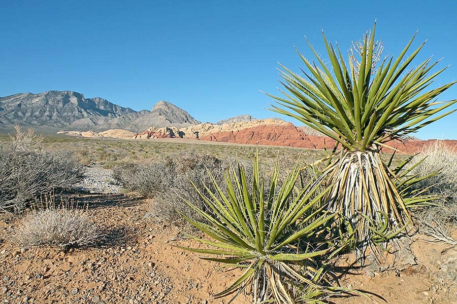 Yucca plants growing in dry area